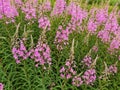 Epilobium angustifolium. Pink flowers of fireweed, Chamerion angustifolium. Royalty Free Stock Photo