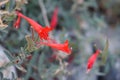 Epilobium Canum Bloom - San Emigdio Mtns - 100722