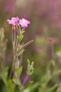 Epilobium flower Royalty Free Stock Photo