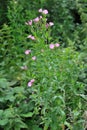 Epilobium hirsutum Royalty Free Stock Photo