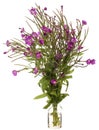 Epilobium hirsutum great hairy willowherb or hairy willowherb in a glass vessel on a white background