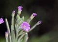 Epilobium hirsutum, Greece