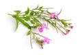 Epilobium hirsutum. Local names include codlins-and-cream, apple Royalty Free Stock Photo