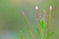 Epilobium palustre