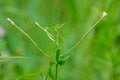 Epilobium palustre