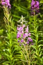 Epilobium,Willow-herb, blooming sally Royalty Free Stock Photo