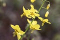 Epimedium flower in the garden Royalty Free Stock Photo