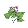 Epimedium Horny Goat Weed, yin yang huo. Royalty Free Stock Photo