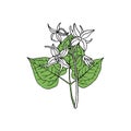 Epimedium Horny Goat Weed, yin yang huo. Herb, used in Chinese medicine. Hand drawn vector outline Royalty Free Stock Photo
