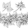 Epimedium Horny Goat Weed, yin yang huo. Seamless border, garland. Hand draw sketch Royalty Free Stock Photo