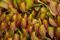 Epimedium leaves Royalty Free Stock Photo