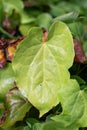 Epimedium pinnatum barrenwort plant leaf for background design Royalty Free Stock Photo