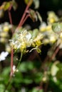 Epimedium x versicolor Royalty Free Stock Photo
