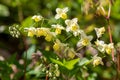 Epimedium x versicolor Royalty Free Stock Photo