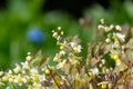 Epimedium x versicolor Royalty Free Stock Photo