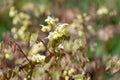 Epimedium x versicolor Royalty Free Stock Photo