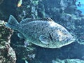 Epinephelus lanceolatus or Giant grouper or Brindle bass.