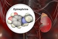 Epinephrine hormone produced by adrenal gland