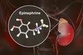 Epinephrine hormone produced by adrenal gland