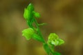 Epipactis moravica, Moravian Helleborine, wild orchid in nature habitat, Czech Republic. Flowering European terrestrial orchid in