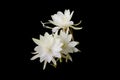 Epiphyllum anguliger commonly known as the fishbone cactus or zig zag cactus black background