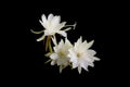 Epiphyllum anguliger commonly known as the fishbone cactus or zig zag cactus black background