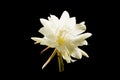 Epiphyllum anguliger commonly known as the fishbone cactus or zig zag cactus black background