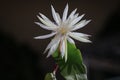 Epiphyllum anguliger rare night queen flower Royalty Free Stock Photo