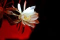 Epiphyllum in middle of the night Royalty Free Stock Photo