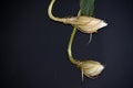 Queen of the Night cactus, Epiphyllum oxypetalum two buds just starting to open Royalty Free Stock Photo