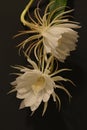 Queen of the Night cactus, Epiphyllum oxypetalum partial open two flowers Royalty Free Stock Photo