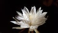 Epiphyllum oxypetalum, Dama de noche Royalty Free Stock Photo