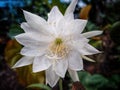 Epiphyllum oxypetalum or Lady of the Night, Night blooming Cactus Royalty Free Stock Photo