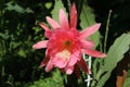 Epiphyllum phyllanthus cactus big pink flower on a sunny day