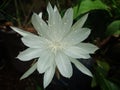 Epiphyllum pumilum or wijaya kusuma flower