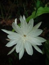 Epiphyllum pumilum or wijaya kusuma flower