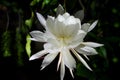 Epiphyllum White Green Background