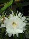 Epiphyllumn hookeri or Climbing cactus.