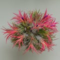 Epiphyte Air plant ball Tillandsia ionantha Rubra, cluster of plants