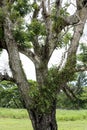 Epiphytes growing on tree in tropical climate of Cook Islands