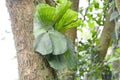 Epiphyte growing on a trunk Royalty Free Stock Photo