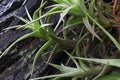 Epiphyte plant against the bark of host tree trunk. Royalty Free Stock Photo