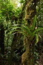 Epiphyte plants in Bosque Nuboso National Park near Santa Elena in Costa Ricaa Royalty Free Stock Photo