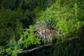 Epiphyte up on a tall tree