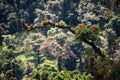 Epiphytes and bromeliads on branch in Costa Rica