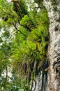 Epiphytes Growing On The Trunk Of A Kauri Tree, New Zealand