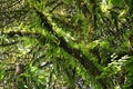 Lush epiphytes highlight the trees in Monteverde Cloud Forest Reserve.