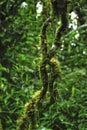 Epiphytes, plants growing on other plants, thrive in the moist environment in Monteverde Cloud Forest Reserve.