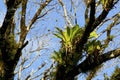 Epiphytes in Tree   840391 Royalty Free Stock Photo