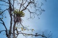 Epiphytes up on the branch of Handroanthus albus